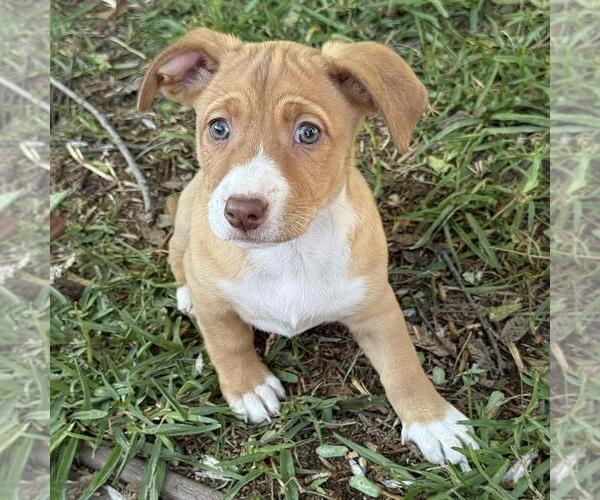 Medium Photo #3 Colonial Cocker Spaniel-Unknown Mix Puppy For Sale in San Diego, CA, USA