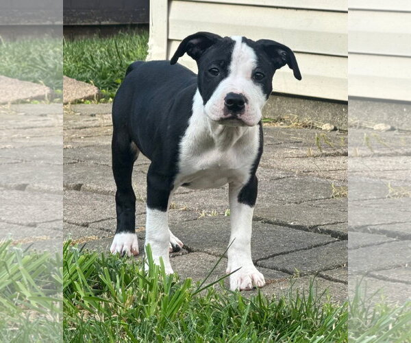 Medium Photo #3 American Pit Bull Terrier-Unknown Mix Puppy For Sale in Belleville, MI, USA