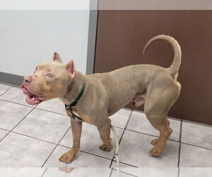 American Pit Bull Terrier Dogs for adoption in Dublin, OH, USA