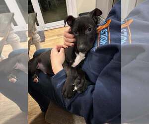 Retriever -Unknown Mix Dogs for adoption in Woodbury, NY, USA