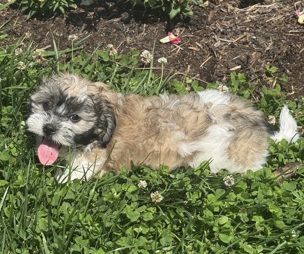 Medium Photo #4 Zuchon Puppy For Sale in CANOGA, NY, USA