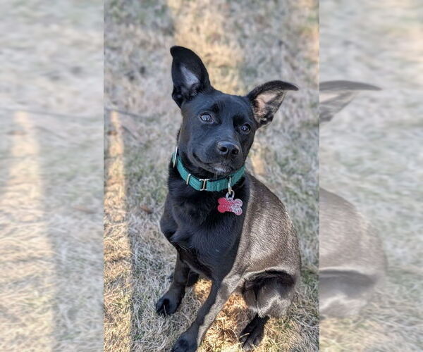 Medium Photo #5 Mountain Cur-Unknown Mix Puppy For Sale in Boston, MA, USA