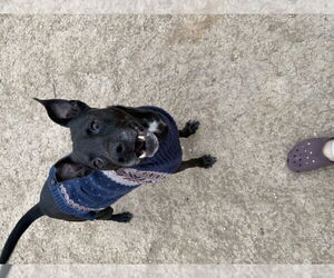 Zeus - Male Labrador Retriever Dog for Adoption - Photo #3