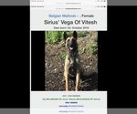 Small Photo #1 Belgian Malinois Puppy For Sale in DEER LODGE, TN, USA