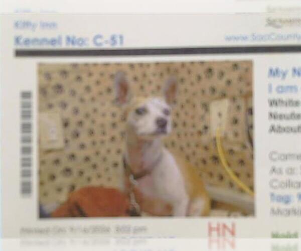 Medium Photo #1 Chihuahua Puppy For Sale in Sacramento, CA, USA