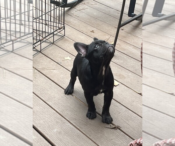 Medium Photo #9 French Bulldog Puppy For Sale in COLUMBUS, GA, USA