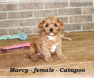 Cavapoo Puppy for sale in CLARKRANGE, TN, USA