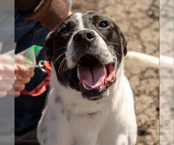 Medium Photo #7 Mutt Puppy For Sale in Canton, CT, USA