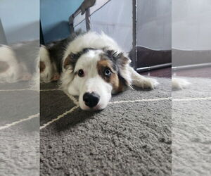 Australian Shepherd Dogs for adoption in Monkton, MD, USA