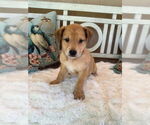 Small #2 Mutt