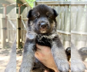 German Shepherd Dog Puppy for sale in BRANDON, MS, USA