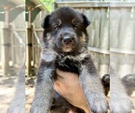 Image preview for Ad Listing. Nickname: Litter of 7