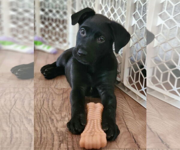 Medium Photo #2 Mutt Puppy For Sale in Des Moines, IA, USA