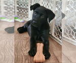 Small #1 Mutt