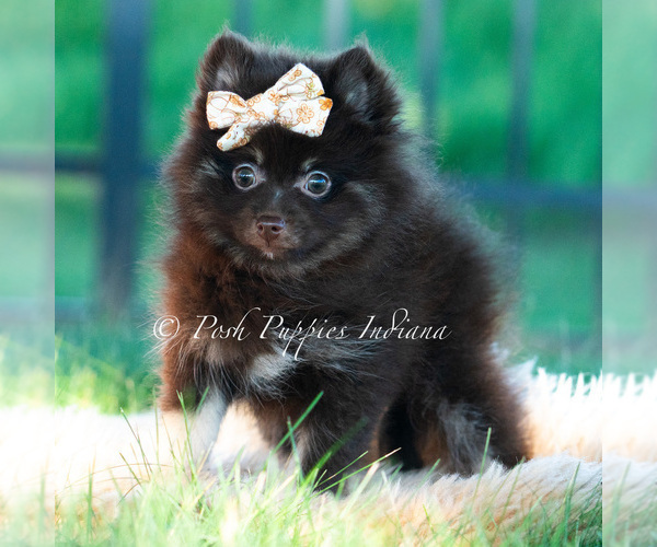 Medium Photo #19 Pomeranian Puppy For Sale in WARSAW, IN, USA
