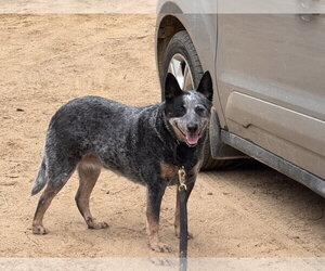 Mutt Dogs for adoption in Garden City, NY, USA
