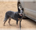Haley - Female Mutt Dog for Adoption - Small photo