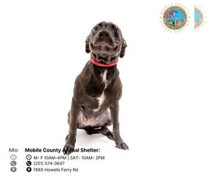 Labrador Retriever Dogs for adoption in Mobile, AL, USA