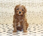 Small #2 Cavapoo