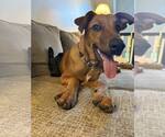 Small #1 Mutt