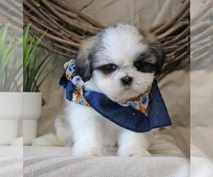 Shih Tzu Puppy for sale in ORO VALLEY, AZ, USA