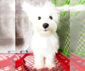 Maltese Puppy for sale in PELL CITY, AL, USA