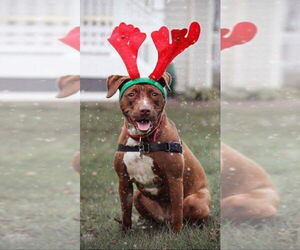 Missy - Female Mutt Dog for Adoption - Photo #8