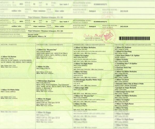 Medium Photo #1 Schnauzer (Miniature) Puppy For Sale in Hatvan, Heves, Hungary