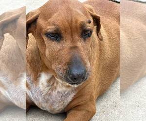 Quinn - Female Beagle-Unknown Mix Dog for Adoption - Photo #9