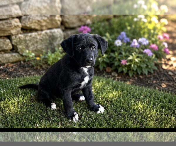 Medium Photo #2 Shepradors Puppy For Sale in Macon, MO, USA