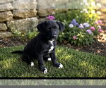 Small #1 Shepradors