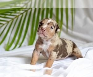 American Bully Puppy for sale in DE LEON SPRINGS, FL, USA