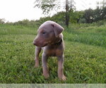 Small Photo #4 Doberman Pinscher Puppy For Sale in COTTON, MN, USA
