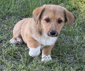 Medium Cowboy Corgi