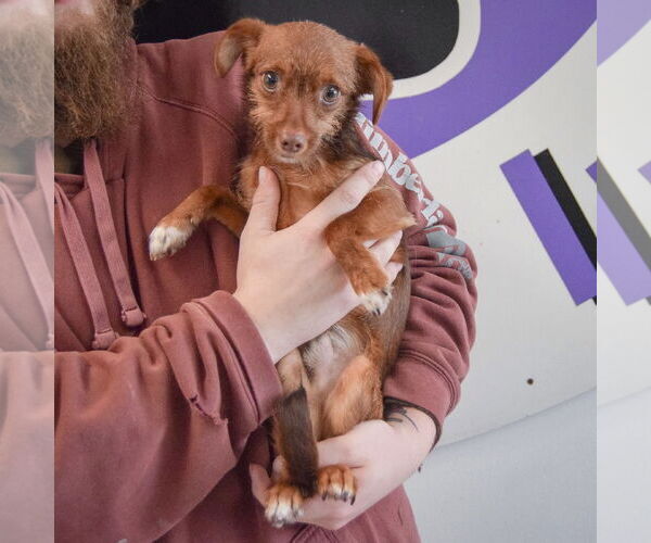 Medium Photo #3 Chihuahua-Unknown Mix Puppy For Sale in Huntley, IL, USA