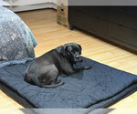 Small #5 Mastiff Mix