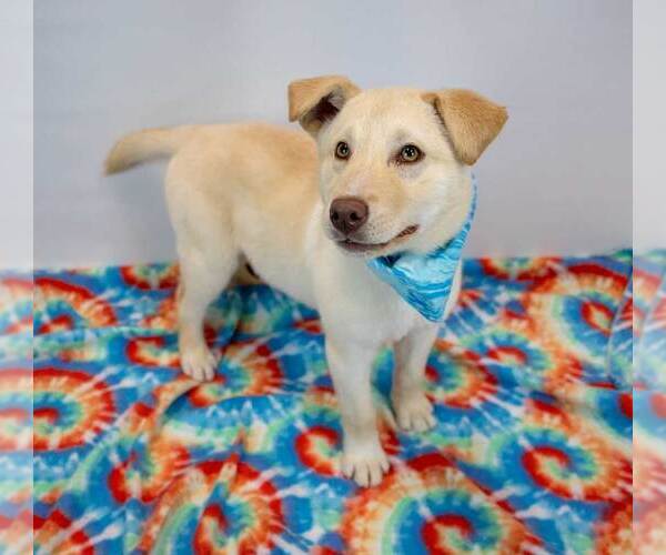 Medium Photo #5 Siberian Husky-Unknown Mix Puppy For Sale in Kennesaw, GA, USA