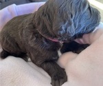 Small Photo #9 Labradoodle Puppy For Sale in PUEBLO, CO, USA