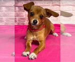 Small #1 Chihuahua