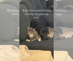 Small #1 Labrador Retriever Mix