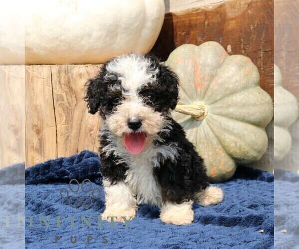 Medium Photo #4 Bernedoodle (Miniature) Puppy For Sale in NARVON, PA, USA