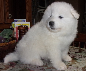 Samoyed Puppy for sale in CASHTON, WI, USA