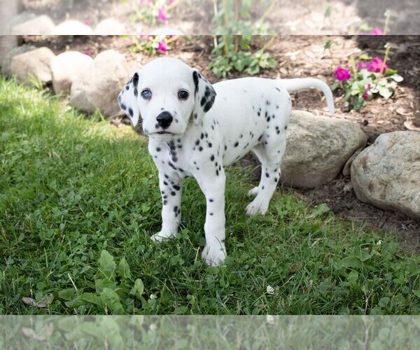 Medium Photo #2 Dalmatian Puppy For Sale in MILLERSBURG, OH, USA