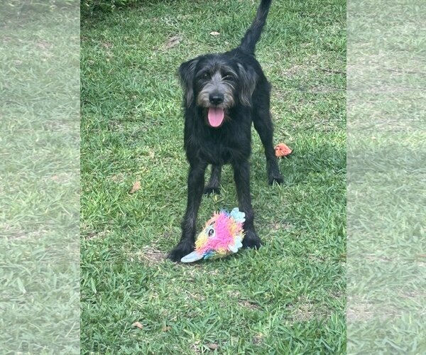 Medium Photo #1 Labrador Retriever-Unknown Mix Puppy For Sale in The Woodlands, TX, USA