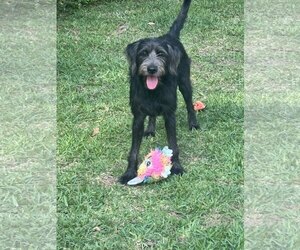 Labrador Retriever-Unknown Mix Dogs for adoption in The Woodlands, TX, USA