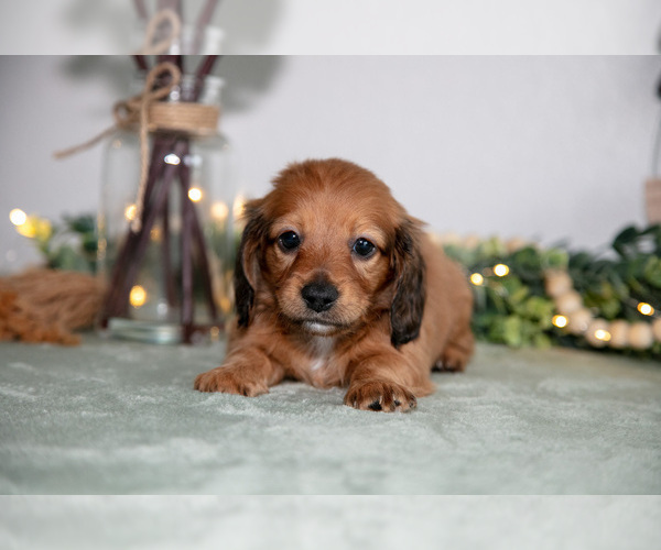 Medium Photo #7 Dachshund Puppy For Sale in GOSHEN, IN, USA
