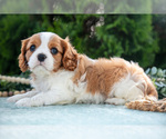 Small #2 Cavalier King Charles Spaniel