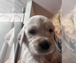 Small #4 Golden Retriever