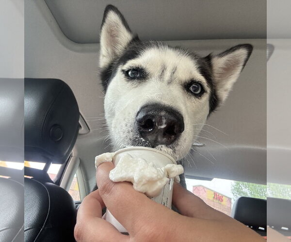 Medium Photo #9 Siberian Husky Puppy For Sale in Fargo, ND, USA