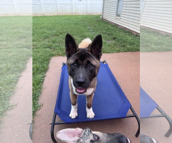 Medium Photo #4 Akita Puppy For Sale in Greenville, SC, USA